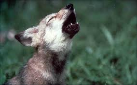 Give a Little Howl!
