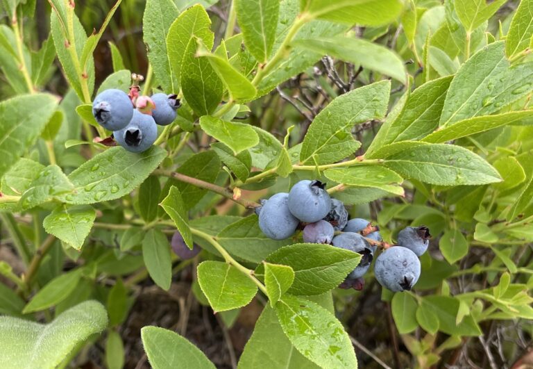 Blueberries on the Barrens Picnic – Saturday July 20!  Also – Scouting for Blueberries tomorrow July 13 at 9 a.m. at the Barrens Cabin!